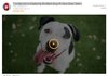 dog-photography.JPG