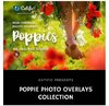 1539426409_66-poppie-flowers-photo-overlays-3019112.jpg