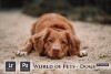 1580608042_world-of-pets-dogs-lightroom-presets.md.jpg