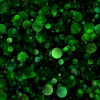 Green%20bokeh%20background2.jpg