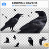 Crows+Ravens+Bird+Flock+PNG+Alpha+Cutout+Masked.jpg