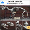 SkullsBonesCreatureSkeletons.jpg