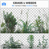 Grass_26Weeds.jpg