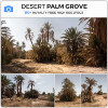 DesertPalmGrove.jpg