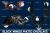 Realistic-black-angel-wings-photoshop-Graphics-4181434-7-580x387.png