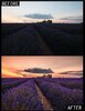 Lavanda Fields.jpg