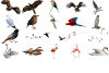 45-Realistic-Bird-Overlays-Graphics-4736223-9-580x387.jpg