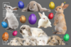 Easter-Photoshop-overlay-bunny-egg-png-Graphics-8816689-9-580x387.png