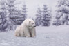 Polar-Bear-Digital-Backdrop-.jpg