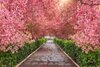 cherry blossom path thumb.jpg