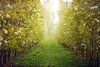 orchard in bloom thumb.jpg