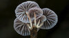 Fungi-photography-masterclass-290920.mp4---00.21.680.jpg