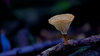 Fungi-photography-masterclass-290920.mp4---10.14.879.jpg