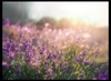 lavender field thumb.jpg