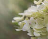 daintyhydrangeaa_940x.jpg