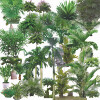 Tropical-Plants-Collection-01-Ditim.jpg