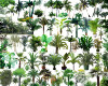 Tropical-Plants-Collection-05-Ditim.jpg