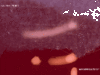 ARCHIVEFILM2-ADS2.gif