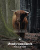 Cover-MoodyWoodlands-4-5ratio.jpg