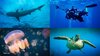KO_AaronWeb_LJones_UnderwaterPhotography_1280X720NoText.jpg