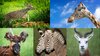 KO_AaronWeb_RSammon_SafariWildlifePark_1920X1080NoText.jpg