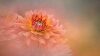 KO-Website-JKramer-Artistic-Macro-Floral-Photography-10-30-19-NOTEXT-1280X720.jpg