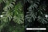 SS lush greens 3.jpg