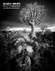 BW316-cover.jpg