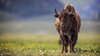 KO_Web_RBernabe_WildlifeField_1920X1080NoText.jpg