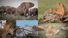 KO_Web_VJoy_BeginnersWildlife_1920X1080REVNoText.jpg