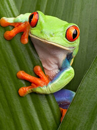treefrog