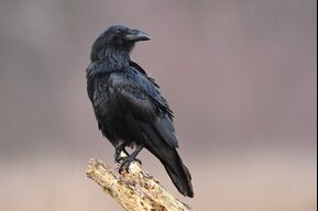 RavenRaven