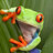 treefrog