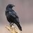 RavenRaven
